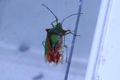 <i>Acanthosoma haemorrhoidale</i>