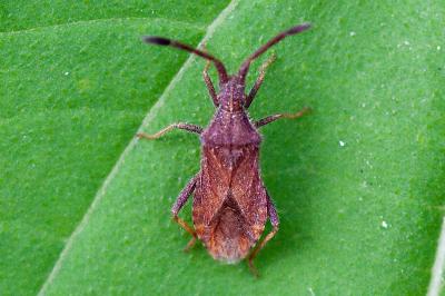 <i>Coriomeris denticulatus</i>