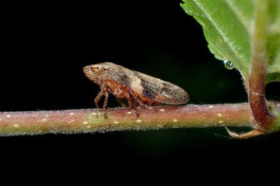 <i>Aphrophora alni</i>