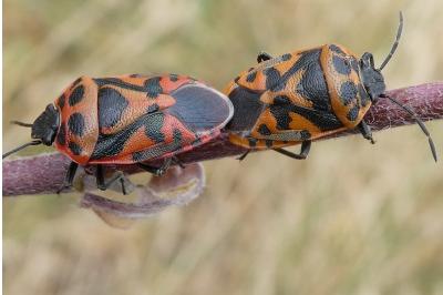 <i>Eurydema ornata</i>