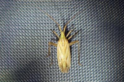 <i>Miridius quadrivirgatus</i>