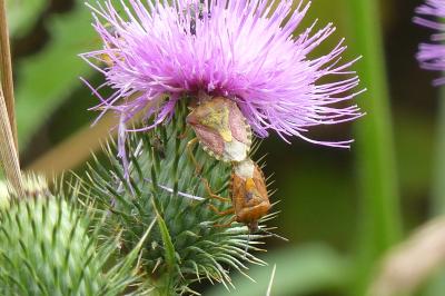 <i>Carpocoris purpureipennis</i>