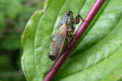 <i>Cicadetta</i>