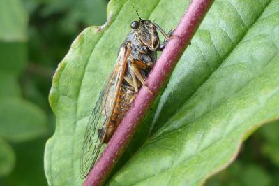 <i>Cicadetta</i>