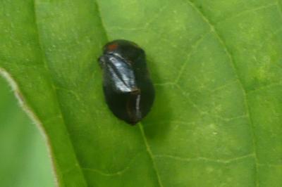 <i>Penthimia nigra</i>