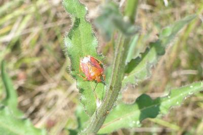 <i>Carpocoris purpureipennis</i>