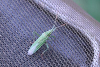 <i>Stenodema calcarata</i>