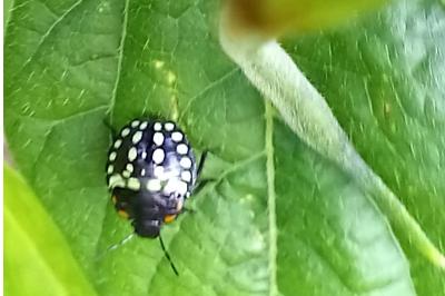 <i>Nezara viridula</i>