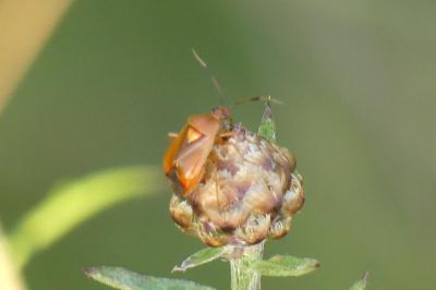 <i>Deraeocoris ruber</i>