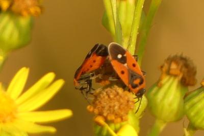 <i>Melanocoryphus albomaculatus</i>