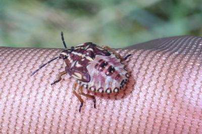 <i>Carpocoris purpureipennis</i>