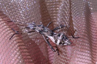 <i>Camptopus lateralis</i>