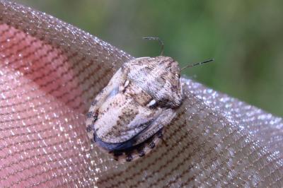 <i>Eurygaster maura</i>