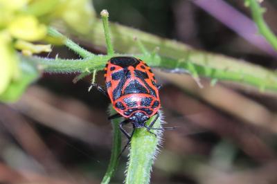 <i>Eurydema ventralis</i>