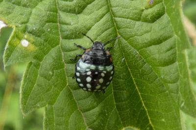 <i>Nezara viridula</i>