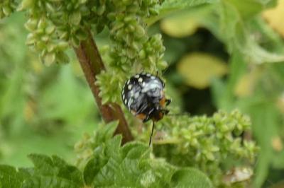 <i>Nezara viridula</i>