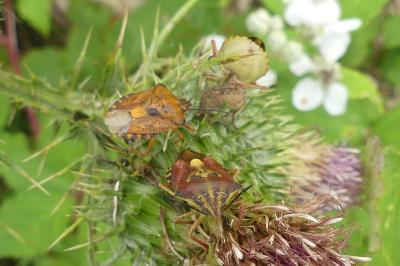 <i>Carpocoris purpureipennis</i>
