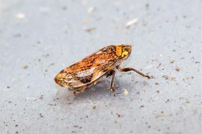 <i>Philaenus spumarius</i>