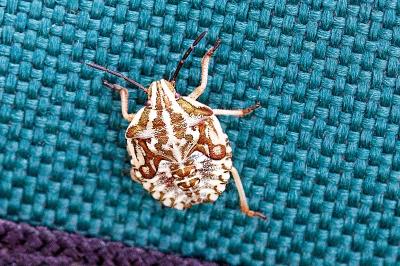 <i>Carpocoris purpureipennis</i>