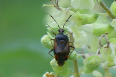 <i>Deraeocoris ruber</i>