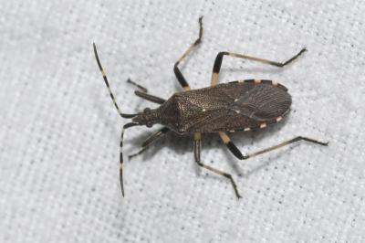 <i>Dicranocephalus agilis</i>