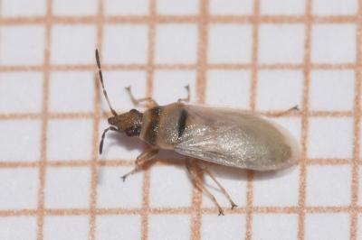 <i>Oxycarenus pallens</i>