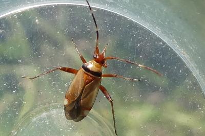 <i>Adelphocoris vandalicus</i>
