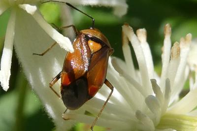 <i>Deraeocoris ruber</i>