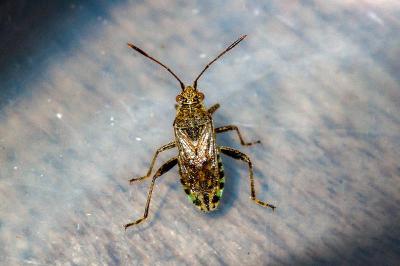 <i>Stictopleurus punctatonervosus</i>