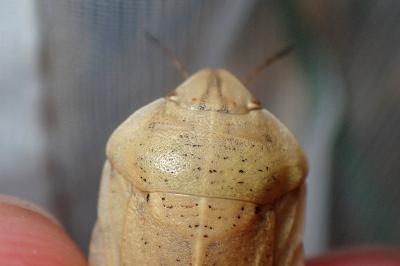 <i>Eurygaster austriaca</i>