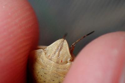 <i>Eurygaster austriaca</i>