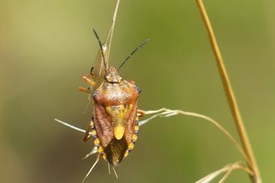<i>Carpocoris purpureipennis</i>