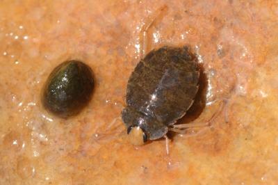 <i>Aphelocheirus aestivalis</i>