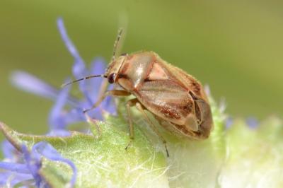 <i>Strongylocoris luridus</i>