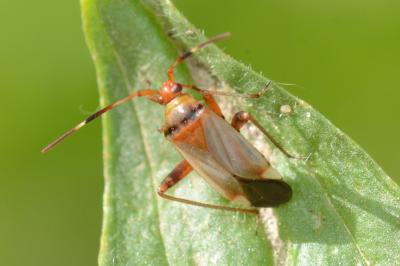 <i>Adelphocoris vandalicus</i>