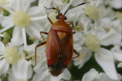 <i>Deraeocoris ruber</i>