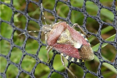<i>Dolycoris baccarum</i>