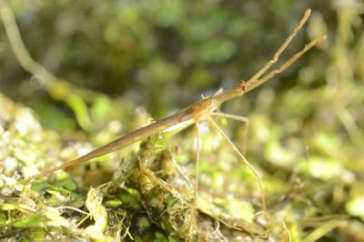 <i>Ranatra linearis</i>