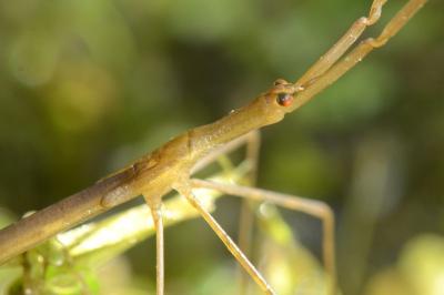 <i>Ranatra linearis</i>