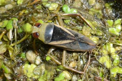 <i>Notonecta obliqua</i>