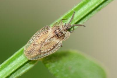 <i>Dictyonota fuliginosa</i>
