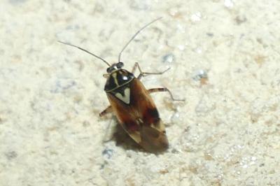 <i>Lygus pratensis</i>