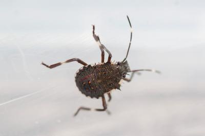 <i>Halyomorpha halys</i>