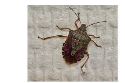 <i>Halyomorpha halys</i>
