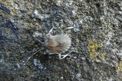 <i>Halyomorpha halys</i>