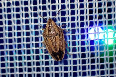 Aelia acuminata