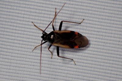 <i>Adelphocoris seticornis</i>
