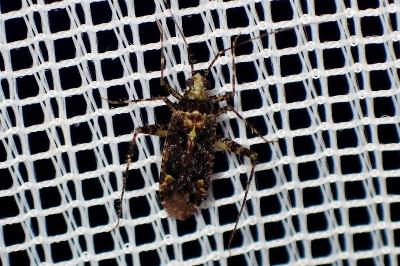 <i>Phytocoris</i>