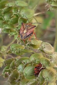 <i>Carpocoris mediterraneus</i>