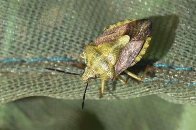 <i>Carpocoris purpureipennis</i>